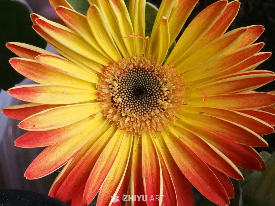 菊