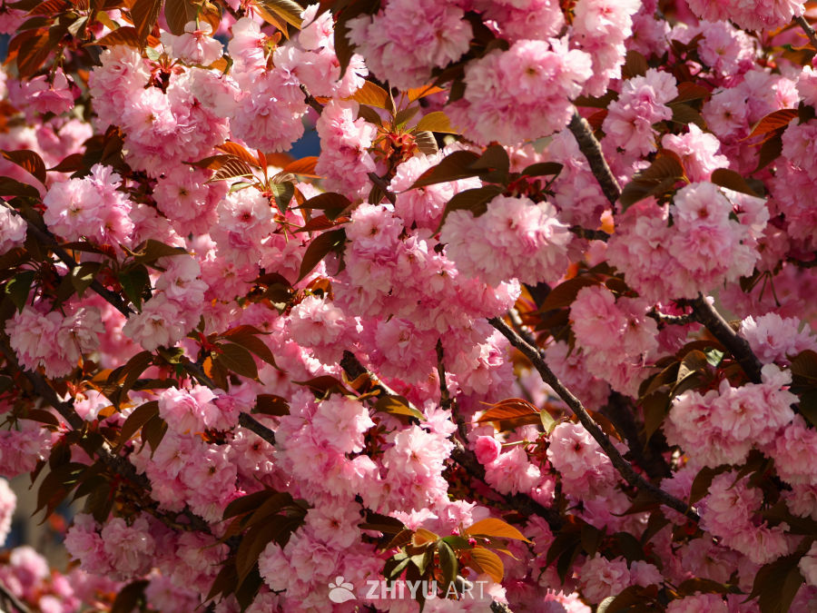 桃花7