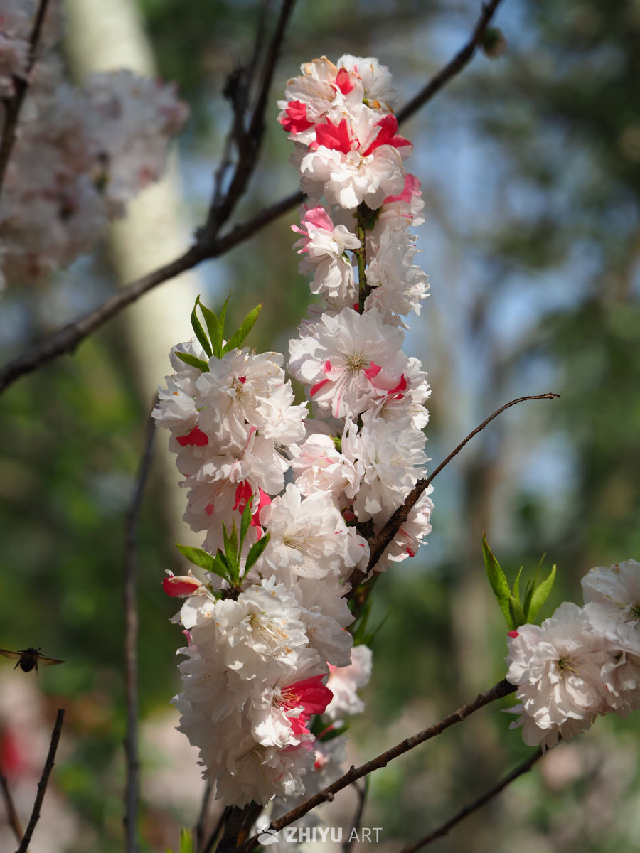 桃花16