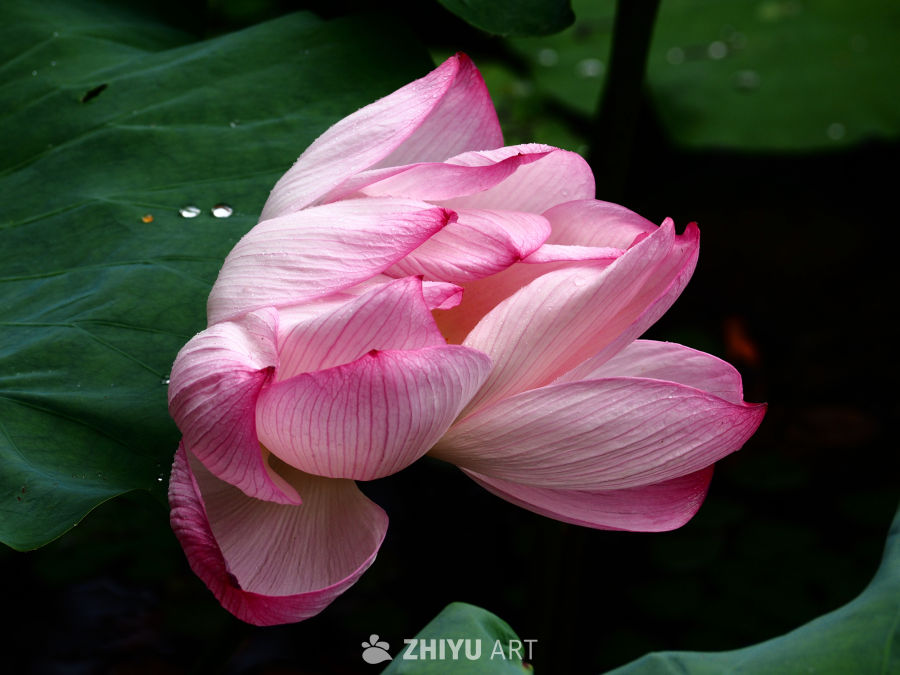 荷花🪷
