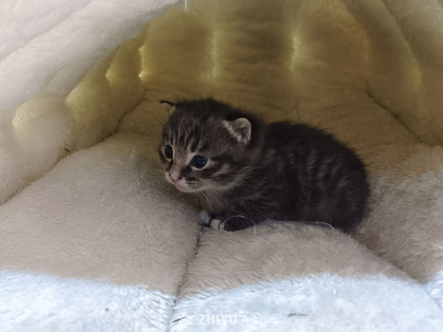 小猫🐈