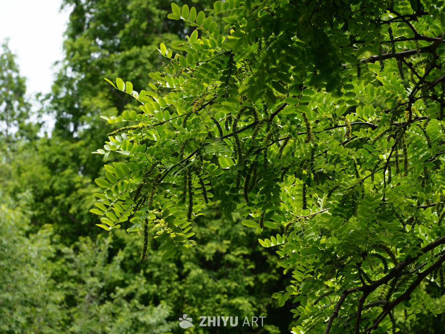 树叶