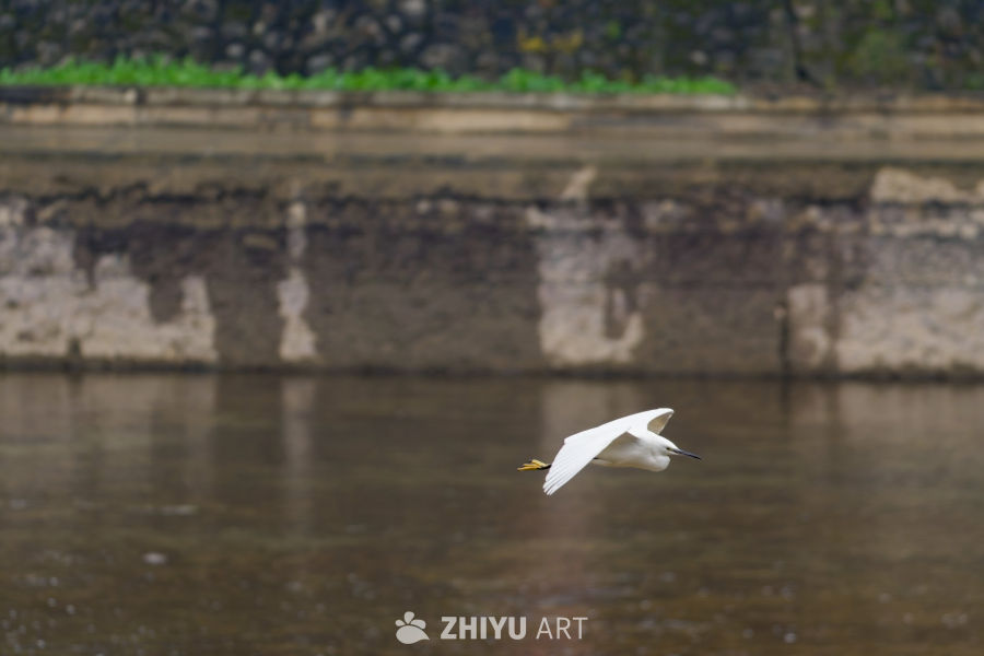 白色天使