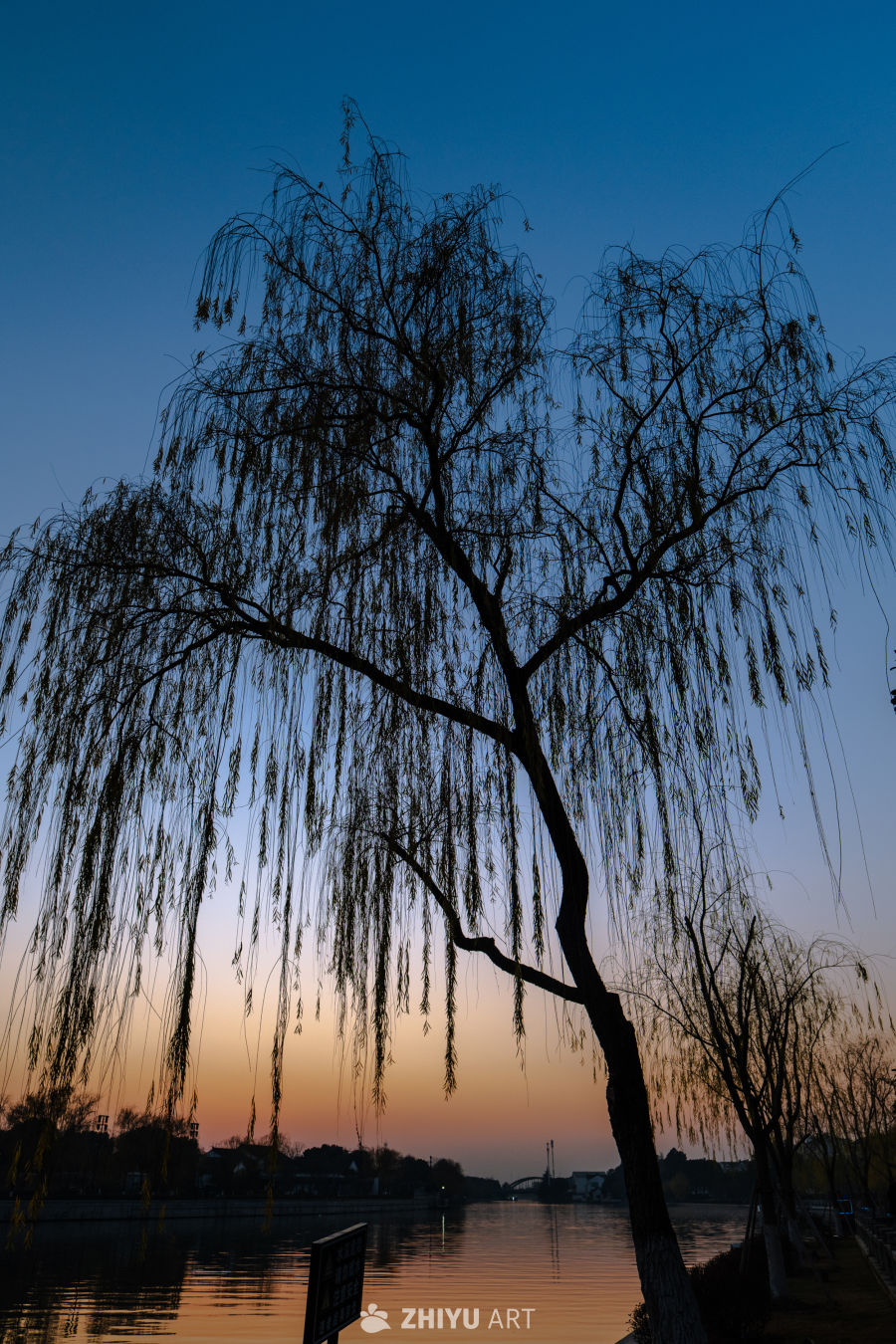 黄昏柳影