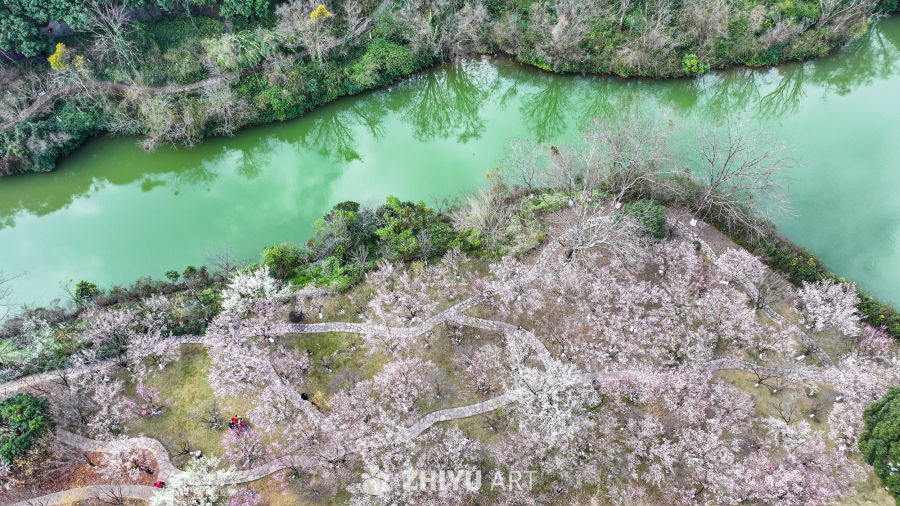 航拍贵州兴义阳光谷旅游度假区梅花盛开 1