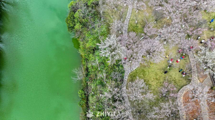航拍贵州兴义阳光谷旅游度假区梅花盛开 5
