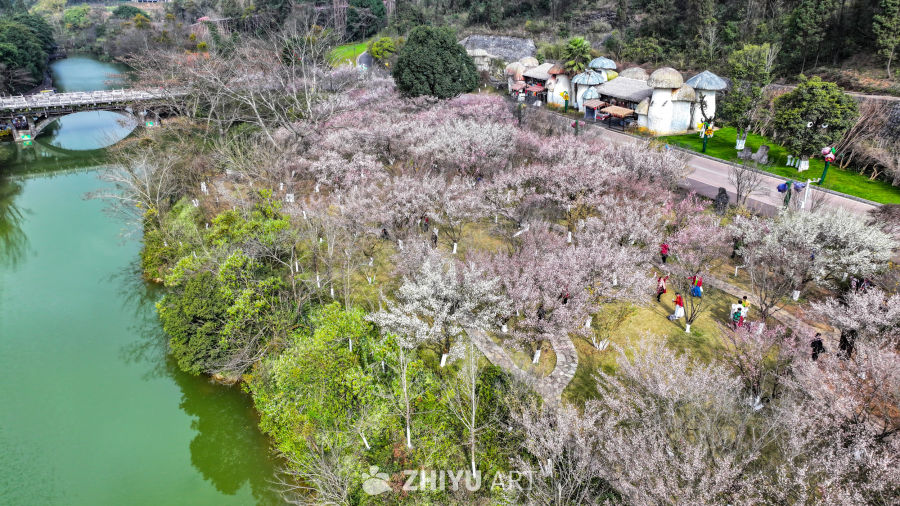 航拍贵州兴义阳光谷旅游度假区梅花盛开 6