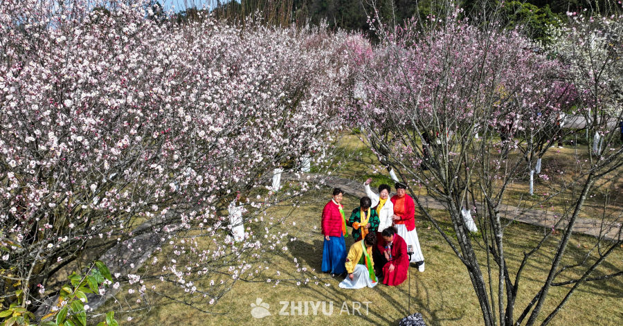 航拍贵州兴义阳光谷旅游度假区梅花盛开 8