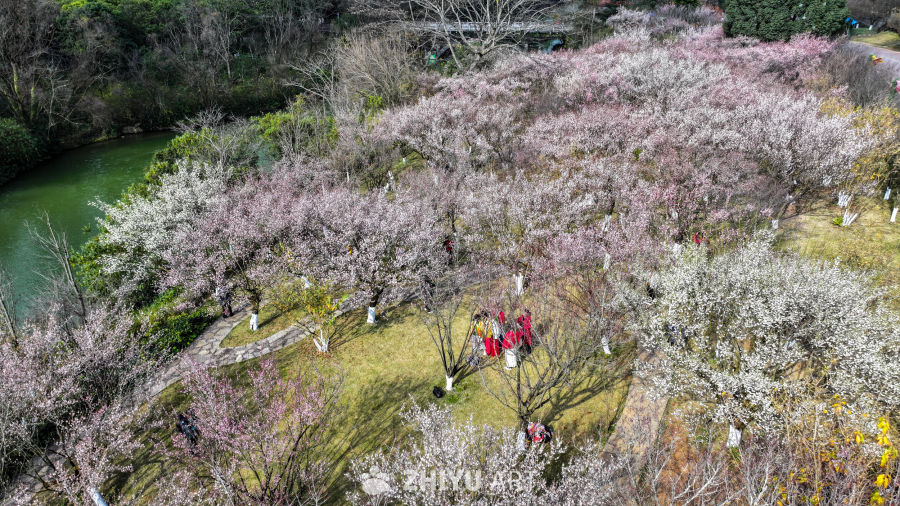 航拍贵州兴义阳光谷旅游度假区梅花盛开 9