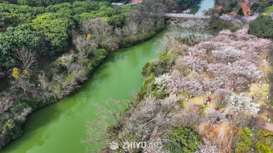 航拍贵州兴义阳光谷旅游度假区梅花盛开 10