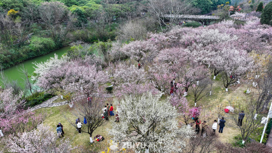 航拍贵州兴义阳光谷旅游度假区梅花盛开 13