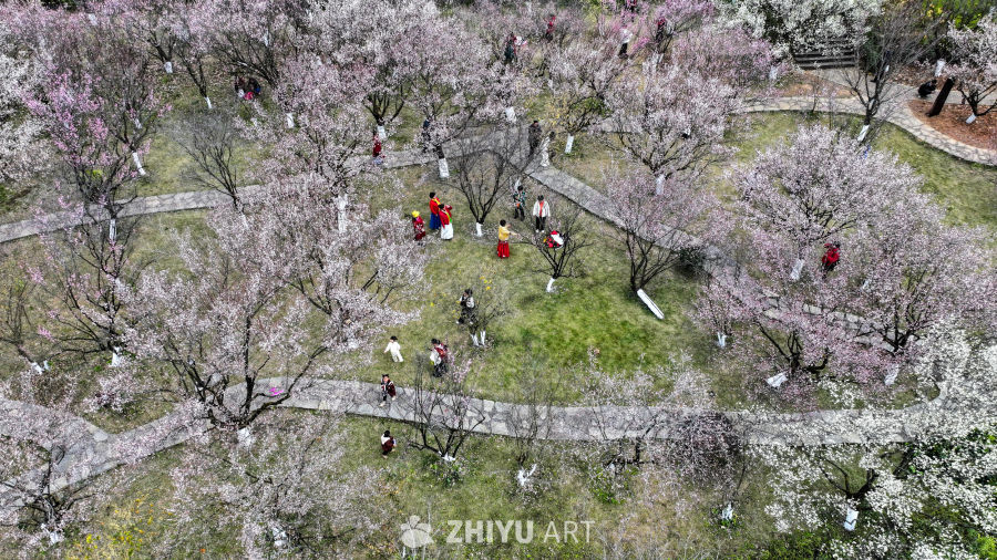 航拍贵州兴义阳光谷旅游度假区梅花盛开 16