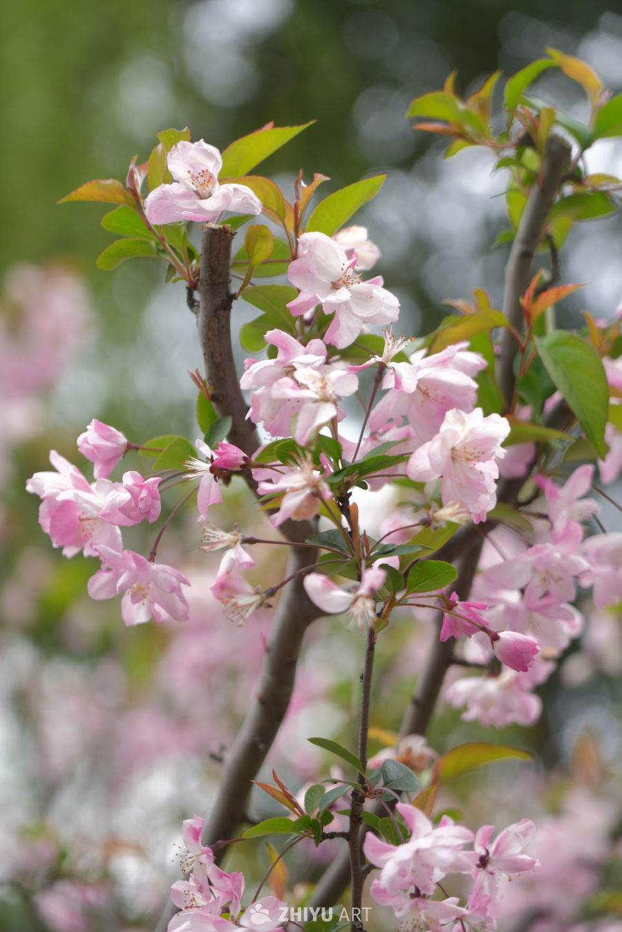 春日樱花