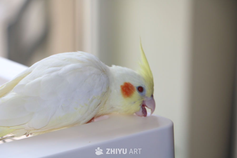 白色鹦鹉特写：萌态十足