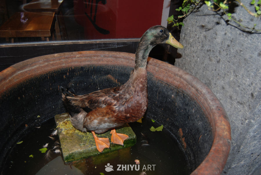 陶罐中的悠闲鸭子