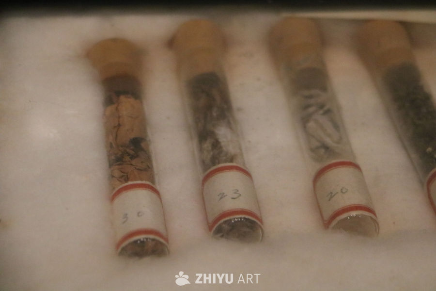 试管标本展示