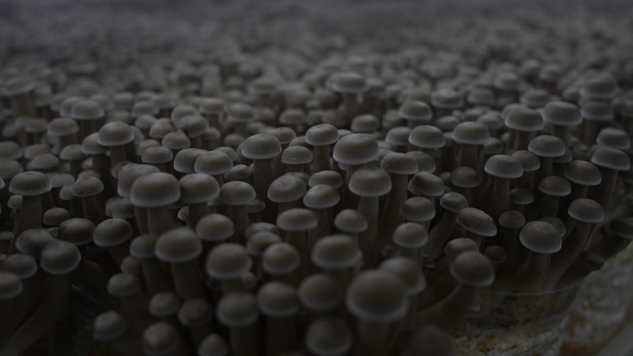鹿茸菇鲜脆可口， 9