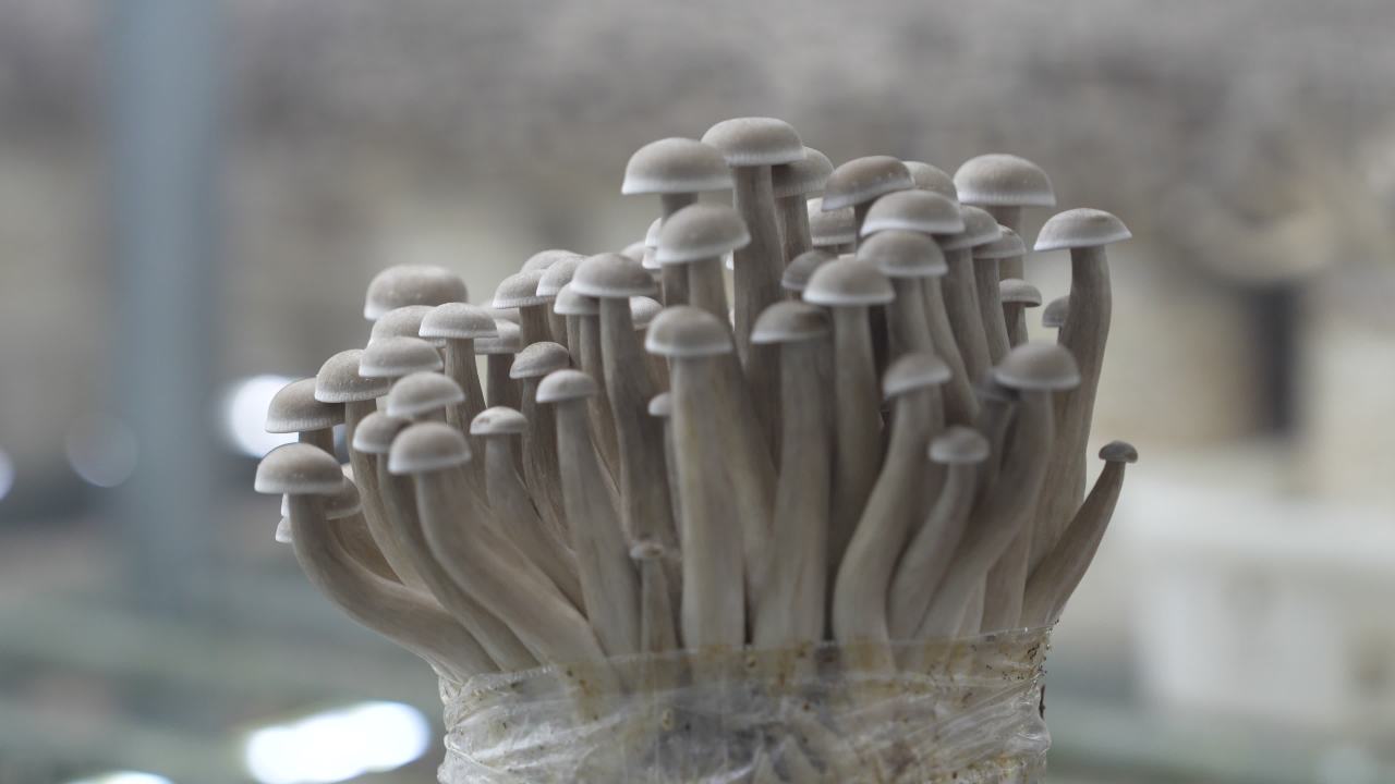 鹿茸菇鲜脆可口， 23