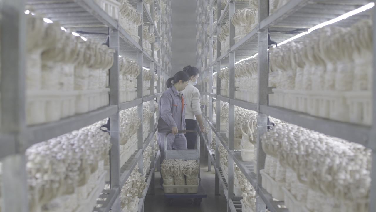 鹿茸菇标准化工厂