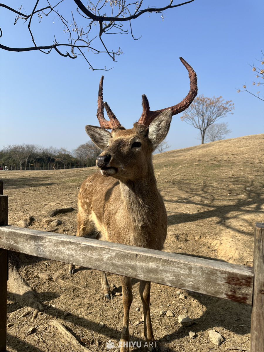 春日鹿影