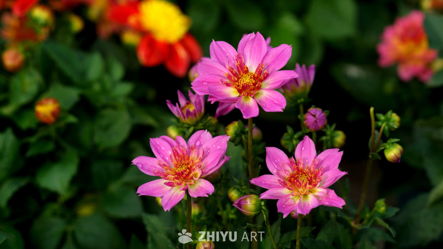 花团锦簇
