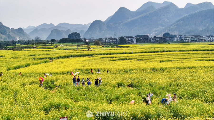 航拍贵州兴义万峰林景区油菜花花海 3