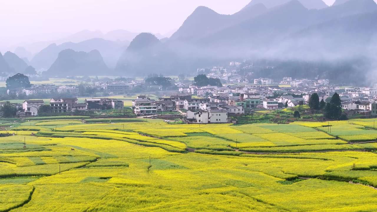 4k清晨油菜花  乡村清晨自然风景