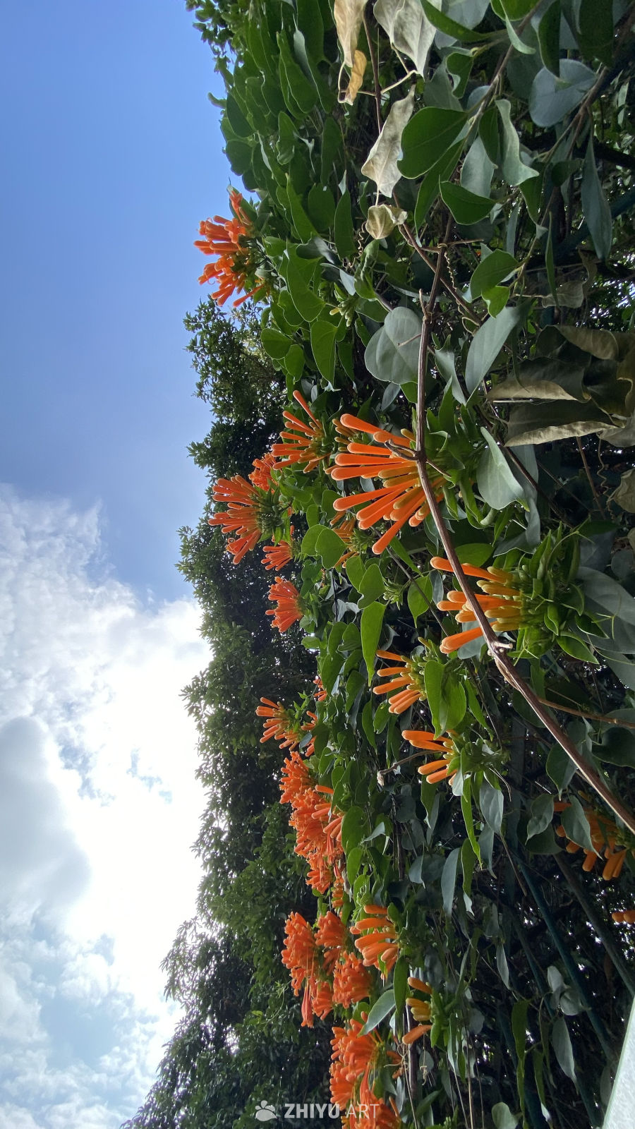 橙花绿叶映蓝天