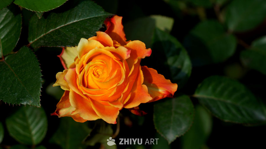 百花齐放春满园