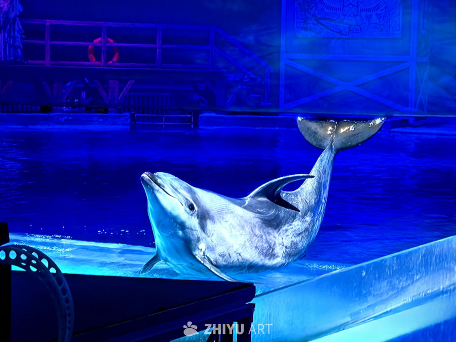 海豚之吻