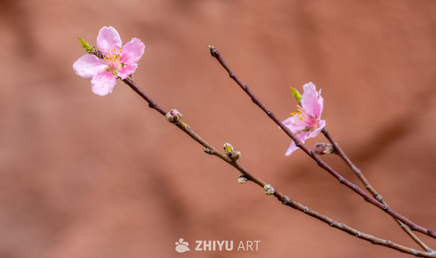 春日桃花绽放