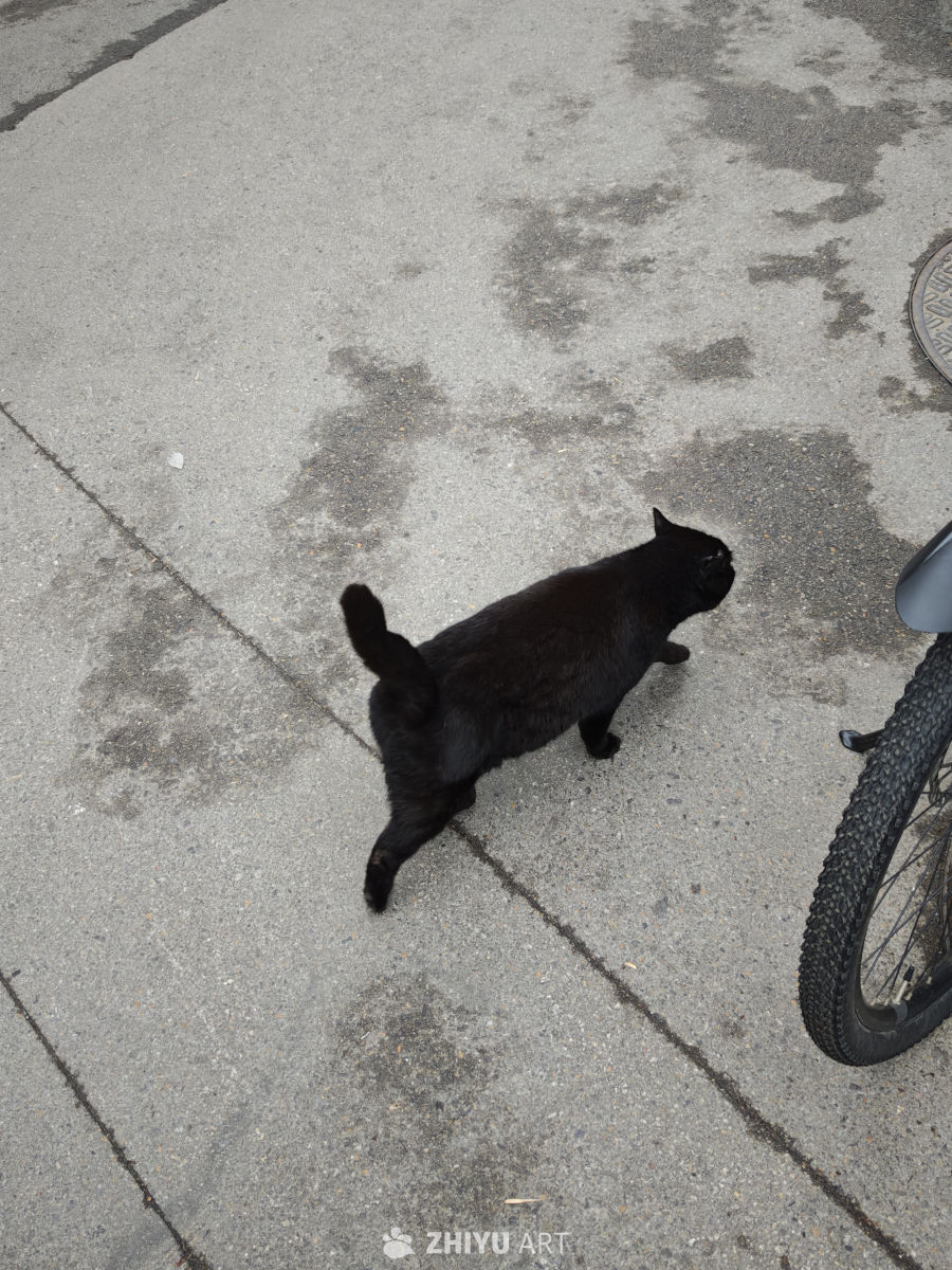 高雅猫猫