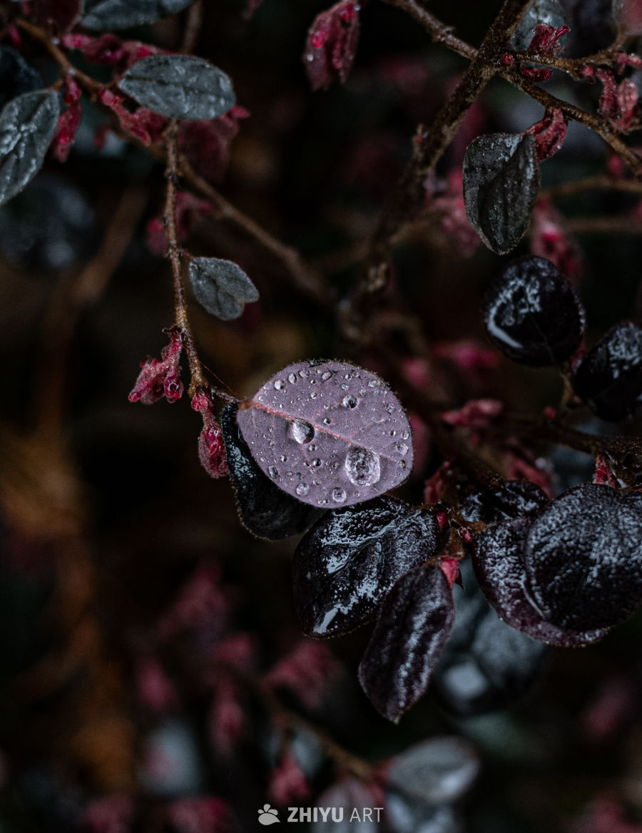 雨下落叶