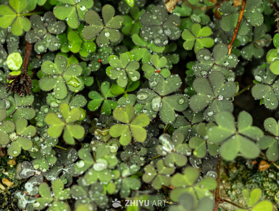 雨下绿草