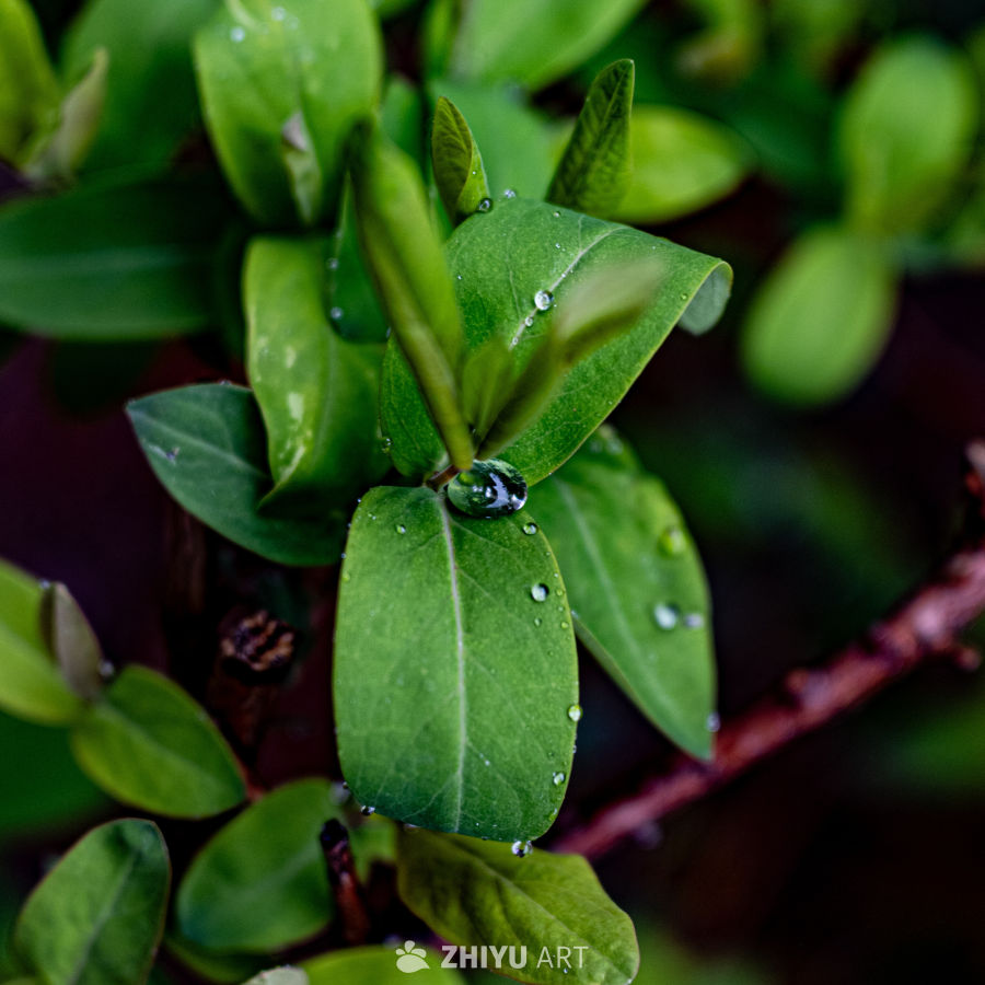 雨下绿草