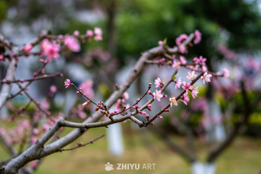 春日桃花绽放枝头