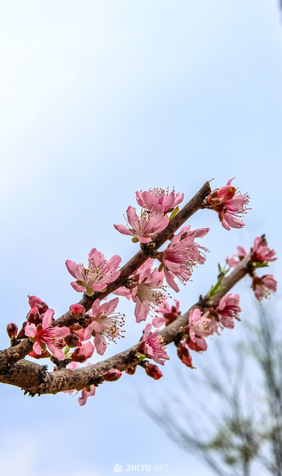 春日桃花绽放