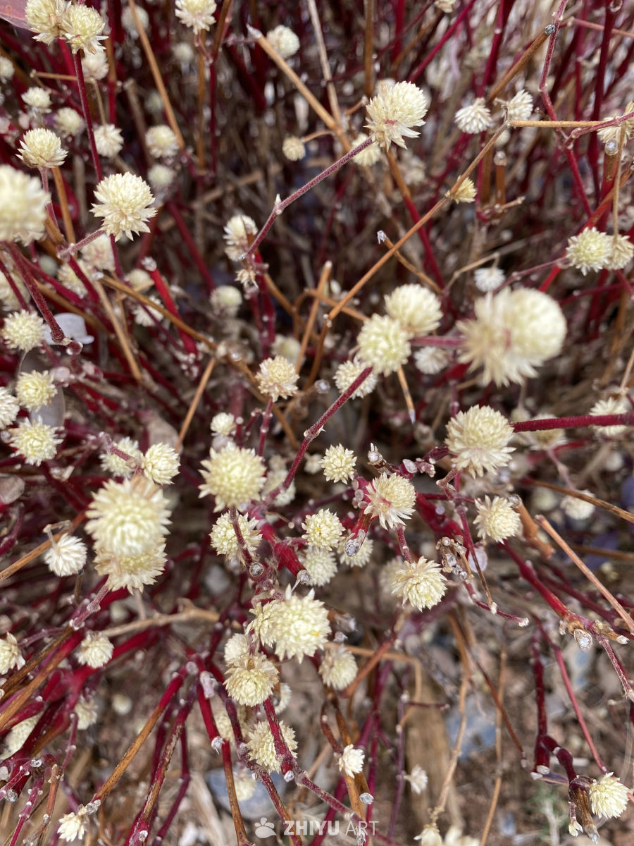 红茎白花球
