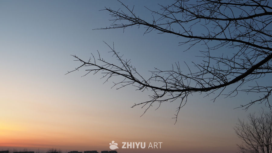 黄昏枝影