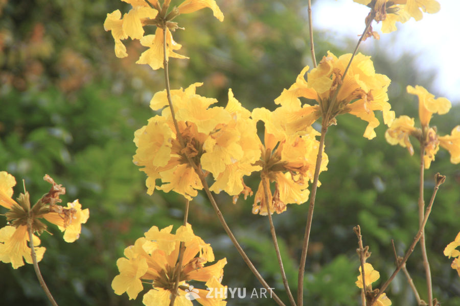 赏花
