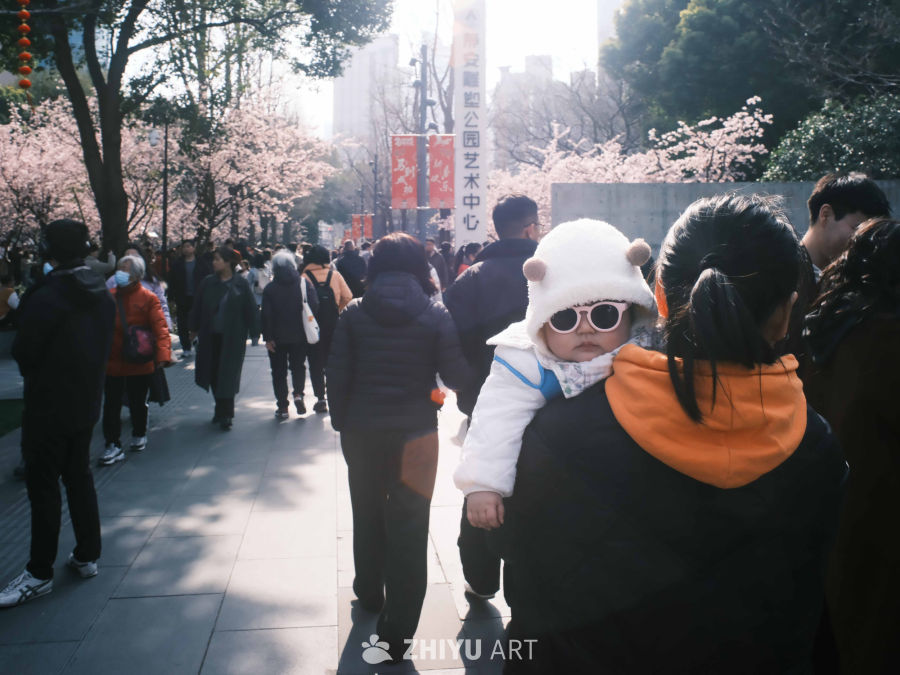 春日樱花下的亲子时光