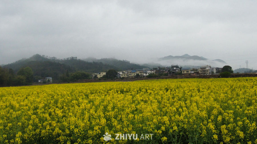 油菜花开