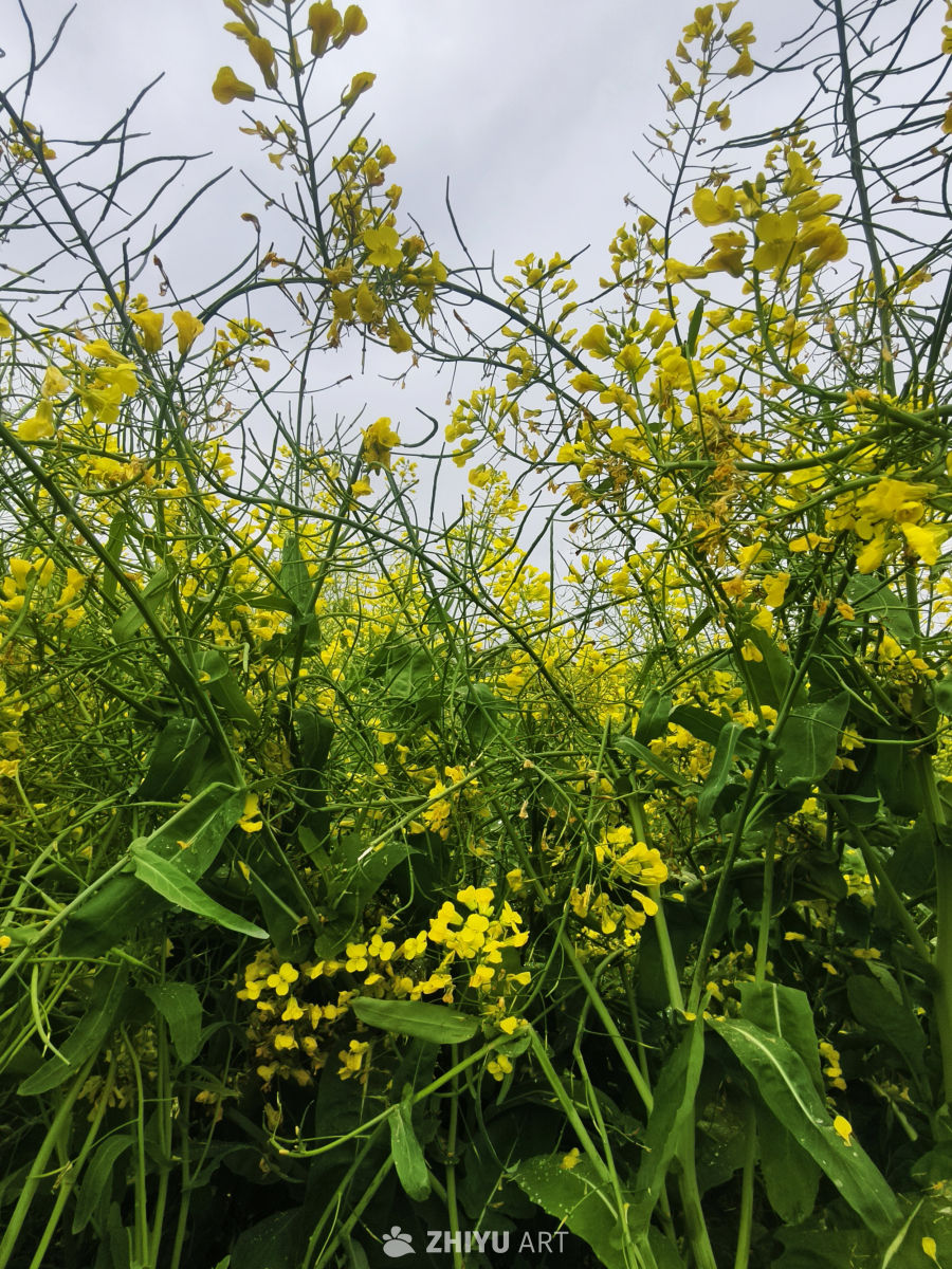 油菜花开