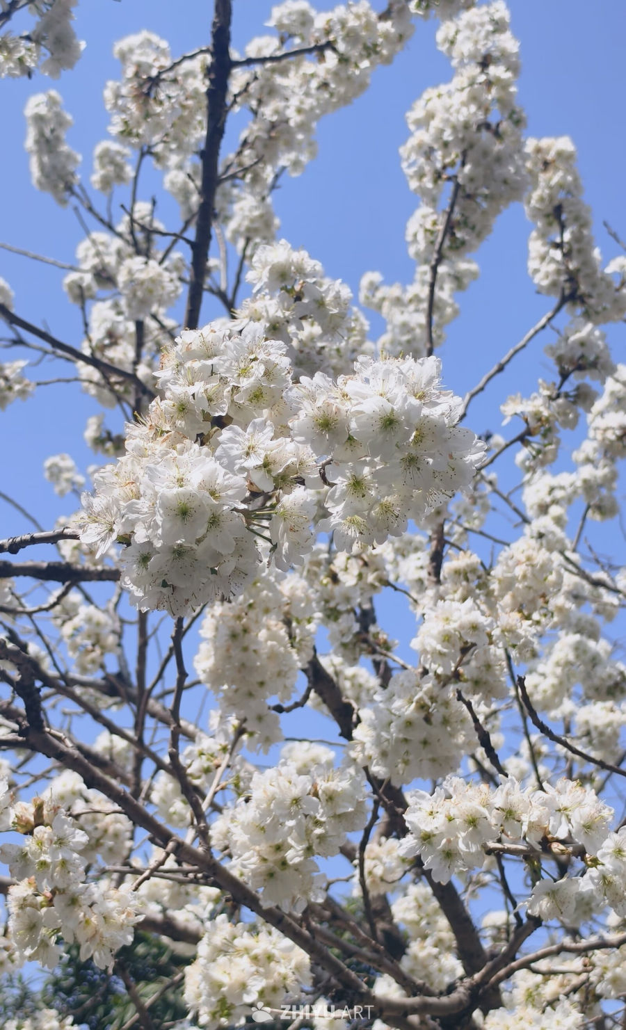 樱桃花