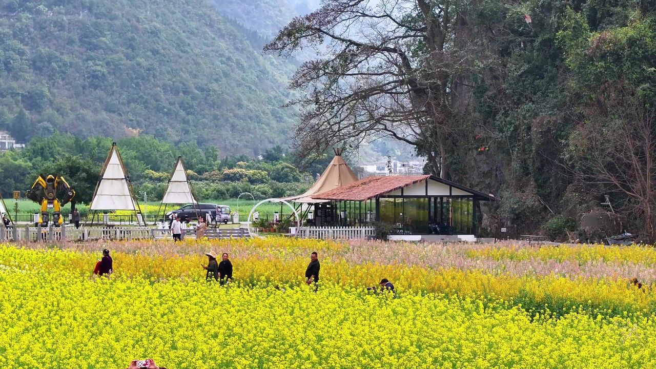 4k航拍彩色油菜花海 田园花海旅游美景