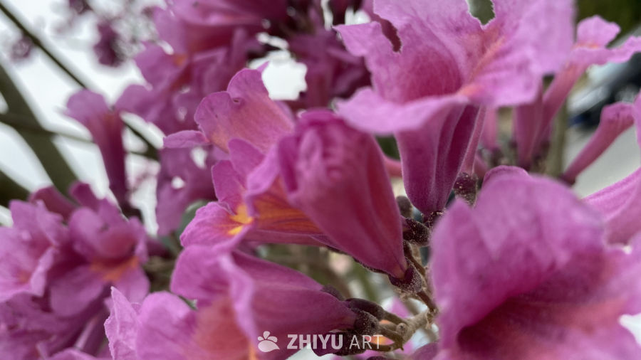紫花绽放的柔美瞬间