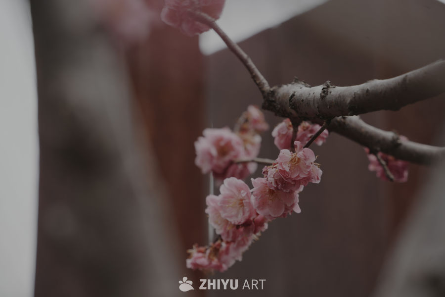 春日樱花绽放