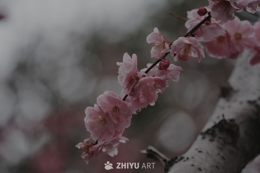 春日樱花枝