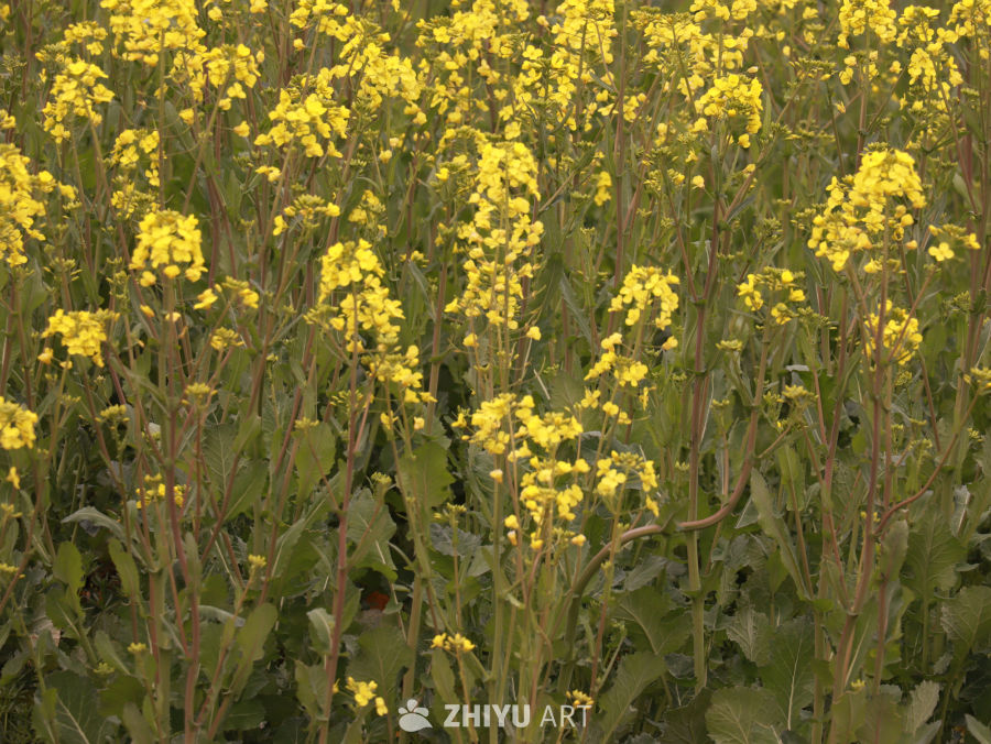 油菜花开啦