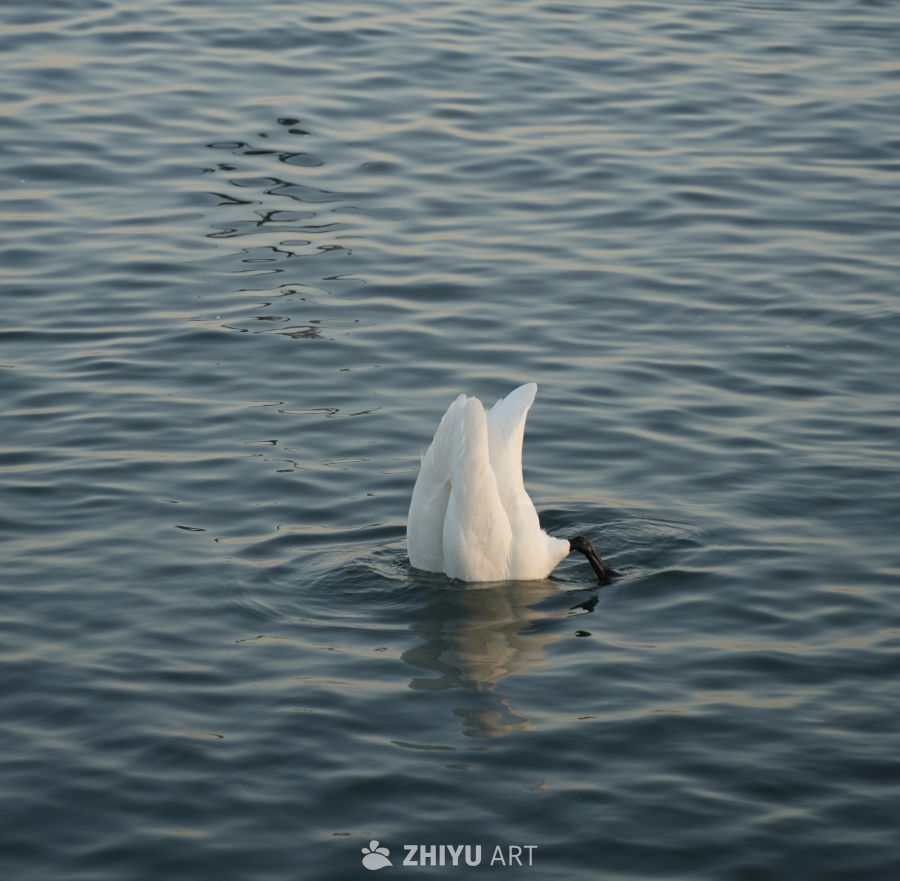 入水